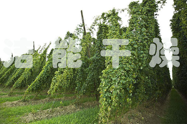 啤酒花manbetx万博全站app下载生产线