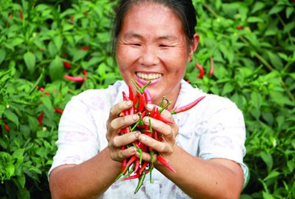 贵州省各地县、镇辣椒种植基地的采收季节到来，迎来大丰收！