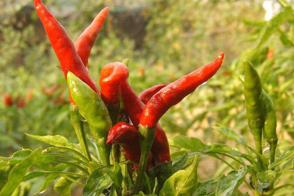 辣椒产业化发展一体化综合管理，带动辣椒种植户实现增产增收