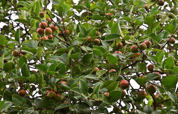 安徽潜山油茶果产量再创新高 油茶产业列为全市六大农业特色产业之一
