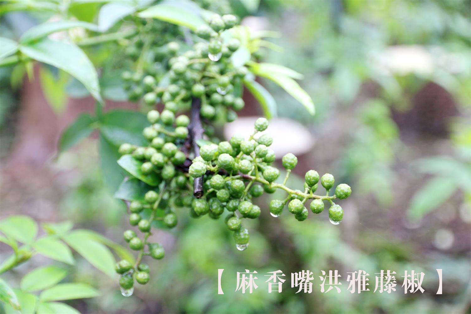 “十四五”林业产业规划·特色林业，贵州全力构建竹、油茶、花椒、皂角特色林业全产业链