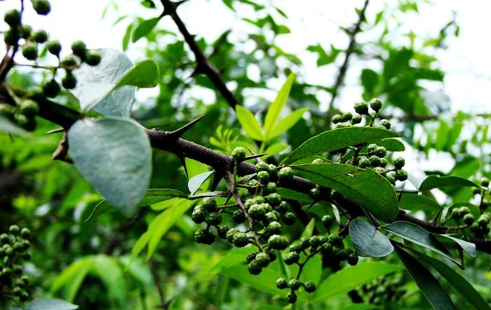 “小小花椒树，致富大产业”推动花椒产业高质量发展